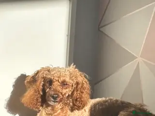 Miniature Poodle dogs Clover - Advert 1