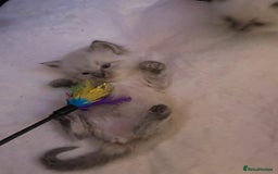 Ragdoll cats for sale: Ready Now. Stunning GCCF Pure Bred Ragdoll kittens - Image 2