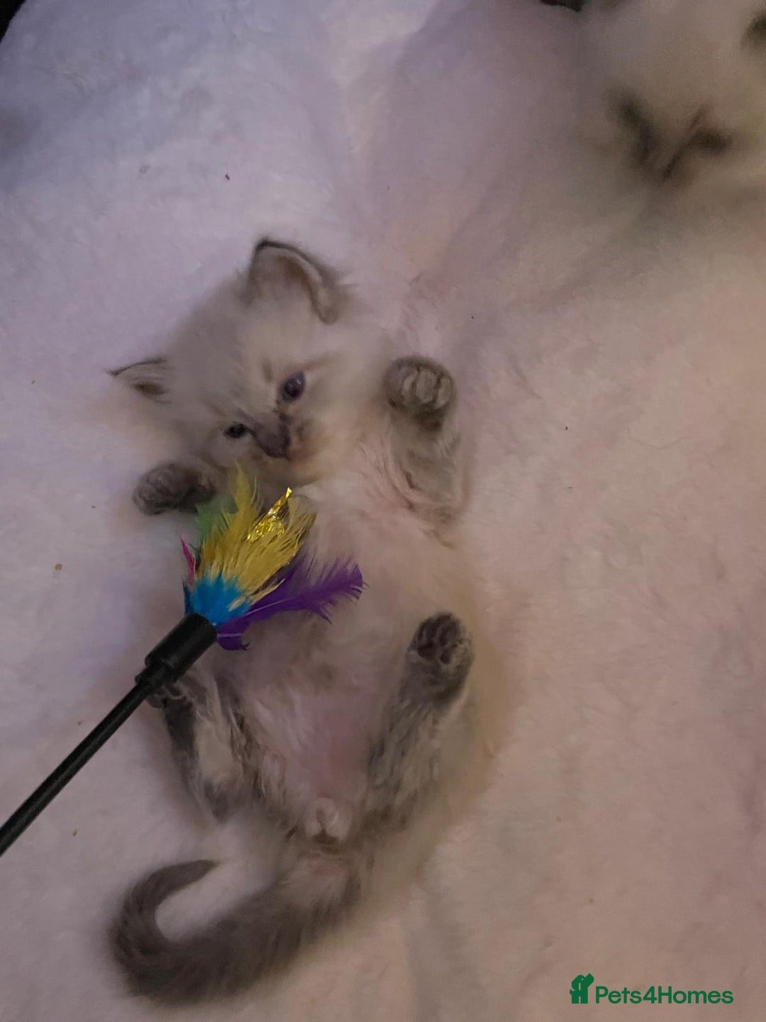 Ragdoll cats for sale: Ready Now. Stunning GCCF Pure Bred Ragdoll kittens - Image 2