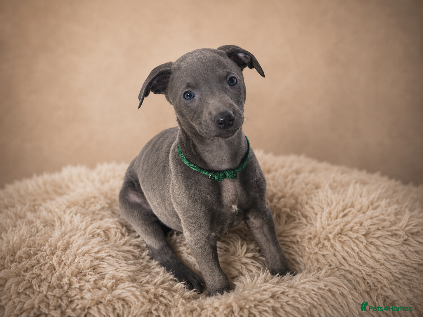 Whippet dogs KC registered Laguna lines Whippet Puppies  - Advert 1
