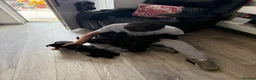 Rottweiler dogs for sale: Absolutely stunning Rottweiler puppies  - Advert 4