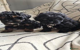 Shihpoo dogs for sale: Lovely small  shipoo - Image 1