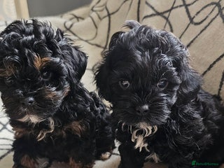 Shihpoo dogs Last boy left - Advert 15