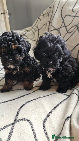 Shihpoo dogs - Advert 1