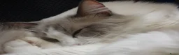 Ragdoll cats for sale: Ragdoll Blue Large Heavy Male Boy Cat - Advert 11