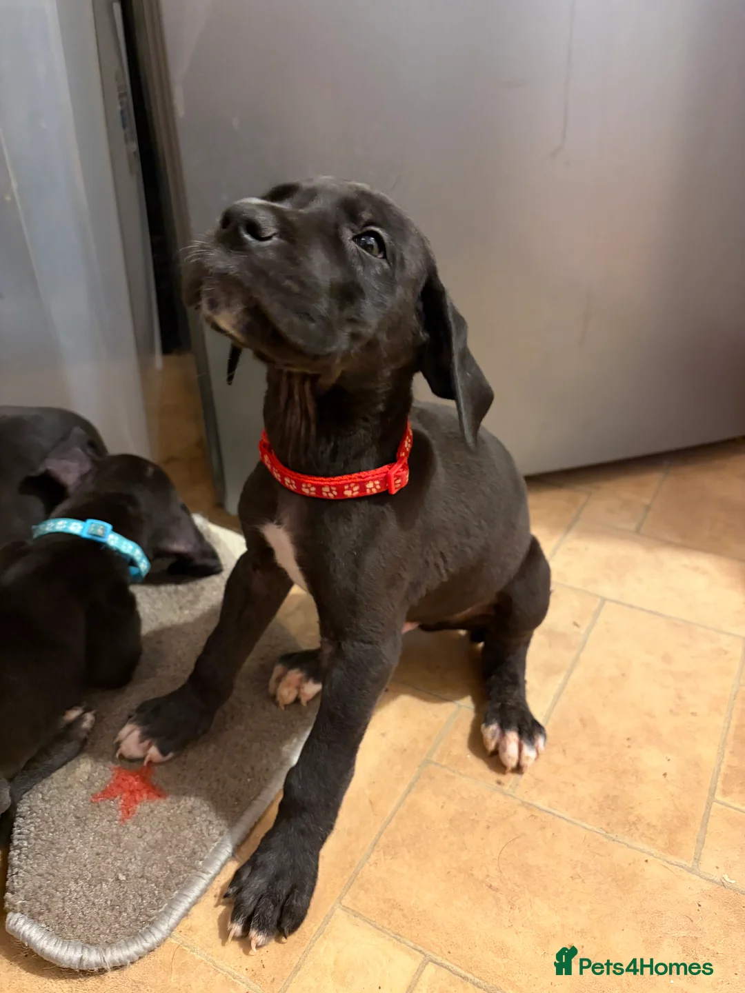 Great Dane dogs for sale: 9 Pure Bred Dane Pups  - Advert 6