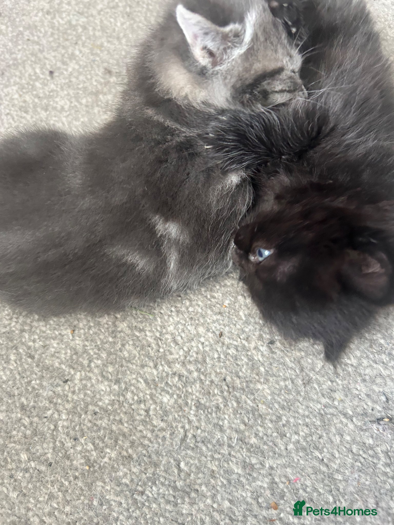 Ragdoll cats FLUFFY MISCHIEFS READY NOW!!! Ragdoll cross boys - Advert 7