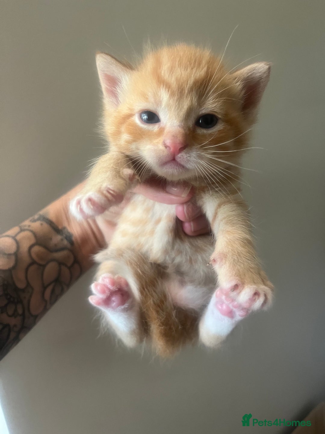 Mixed Breed cats for sale: Kittens for sale  - Image 3