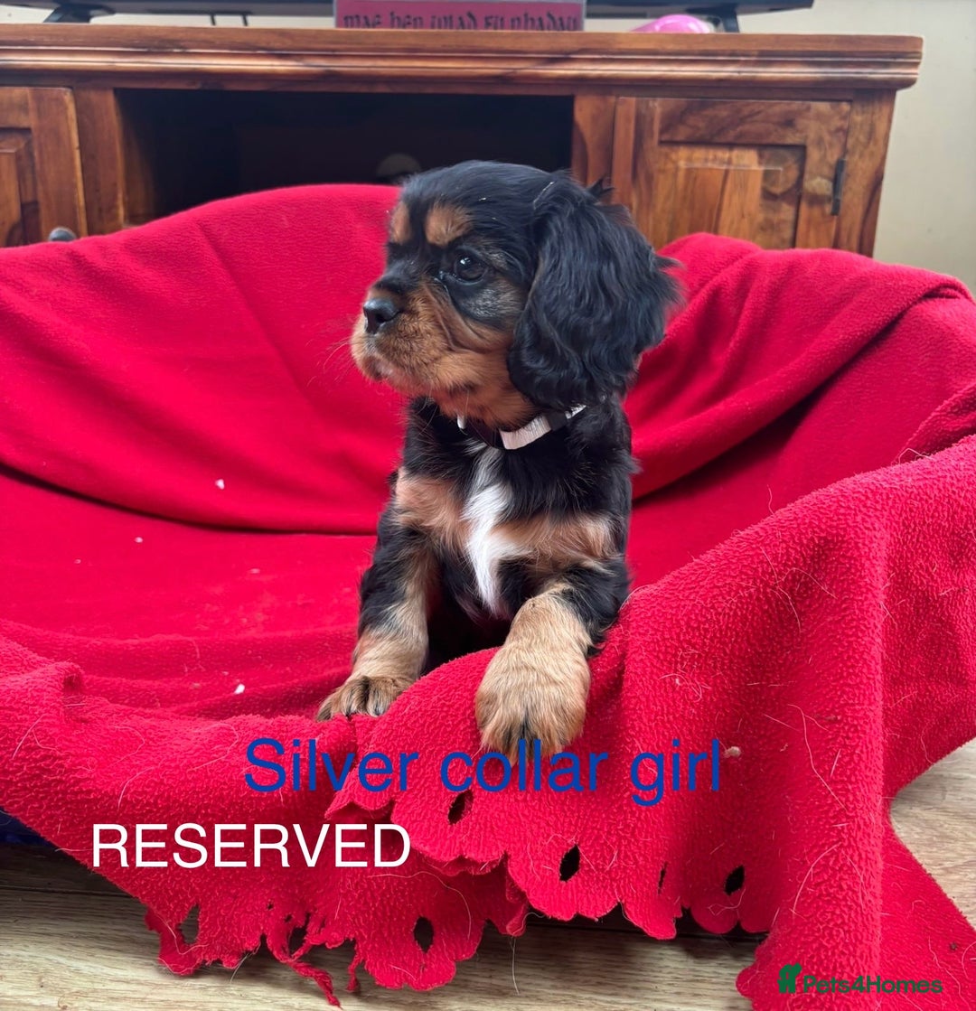 Cavalier King Charles Spaniel dogs for sale: Gorgeous Cavalier king charles puppies for sale - Image 6