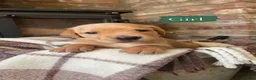 Cockerdor dogs for sale: Gorgeous cockerdor puppies  in Bridlington - Advert 9