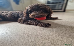 Cockapoo dogs for sale: MALE Cockapoo for sale - Image 9