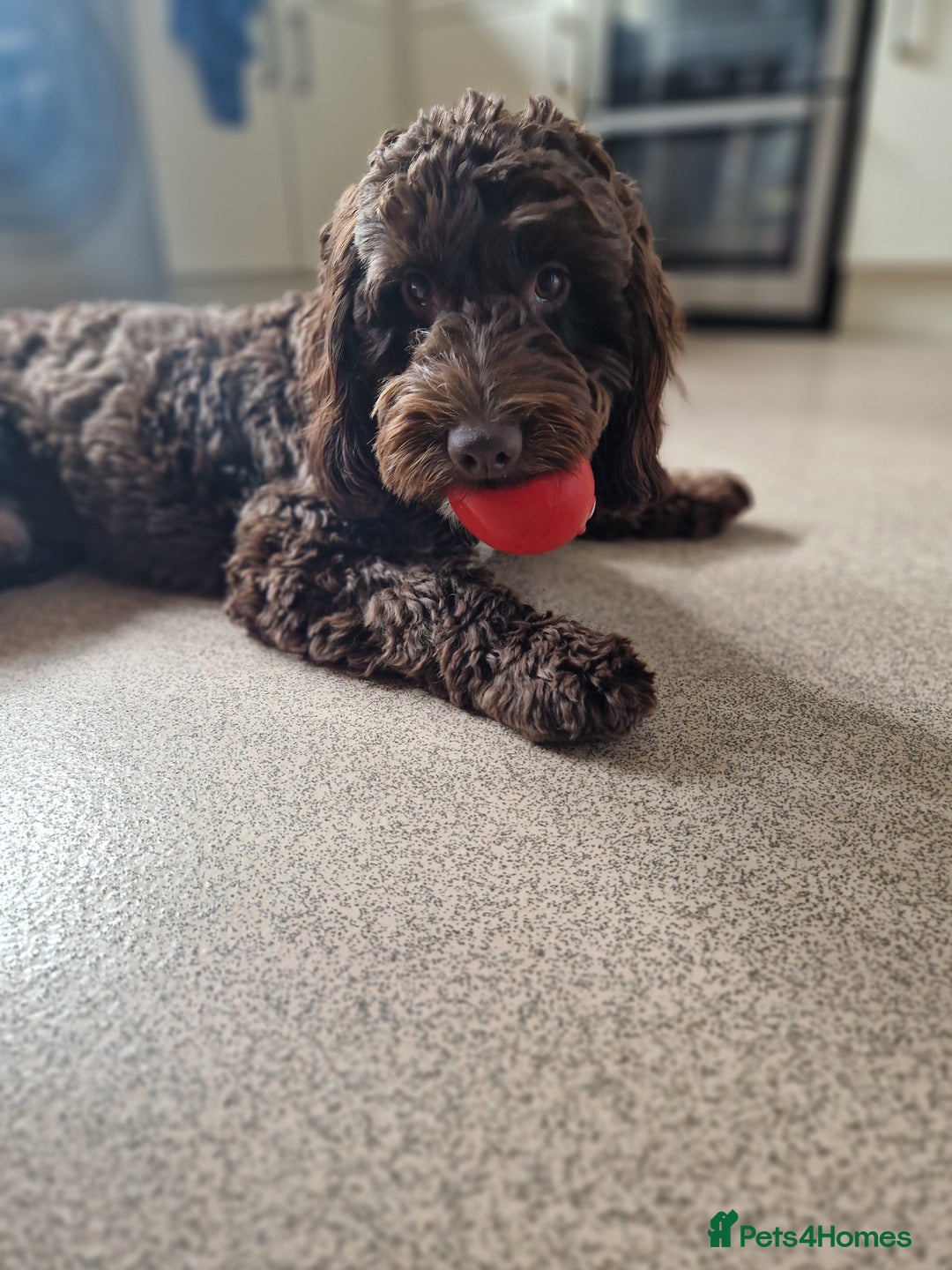 Cockapoo dogs for sale: MALE Cockapoo for sale - Image 9