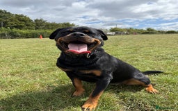 Rottweiler dogs for sale: Stella - Image 4