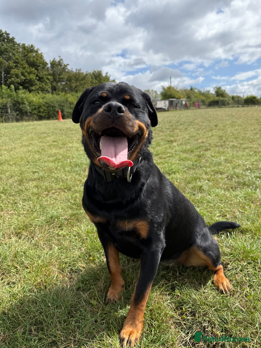 Rottweiler dogs for sale: Stella - Image 4