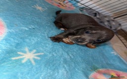 Dachshund dogs for sale: BEAUTIFUL DACHSHUND PUPPIES 🐾 - Image 11