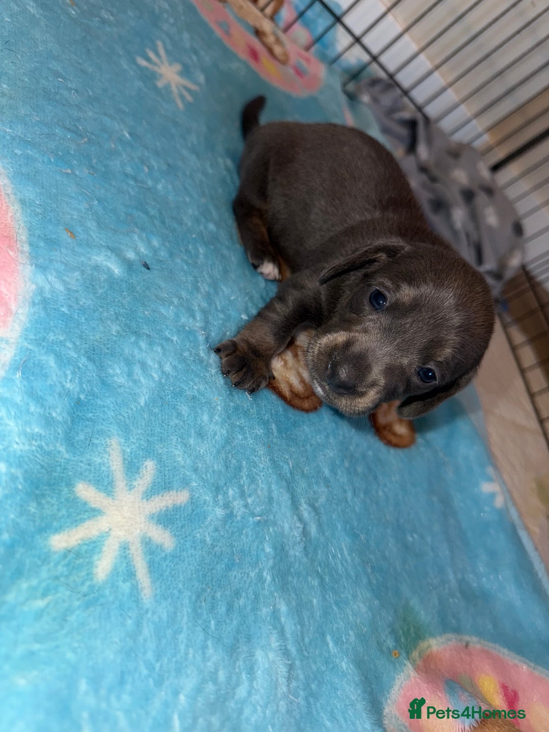 Dachshund dogs for sale: BEAUTIFUL DACHSHUND PUPPIES 🐾 - Image 11