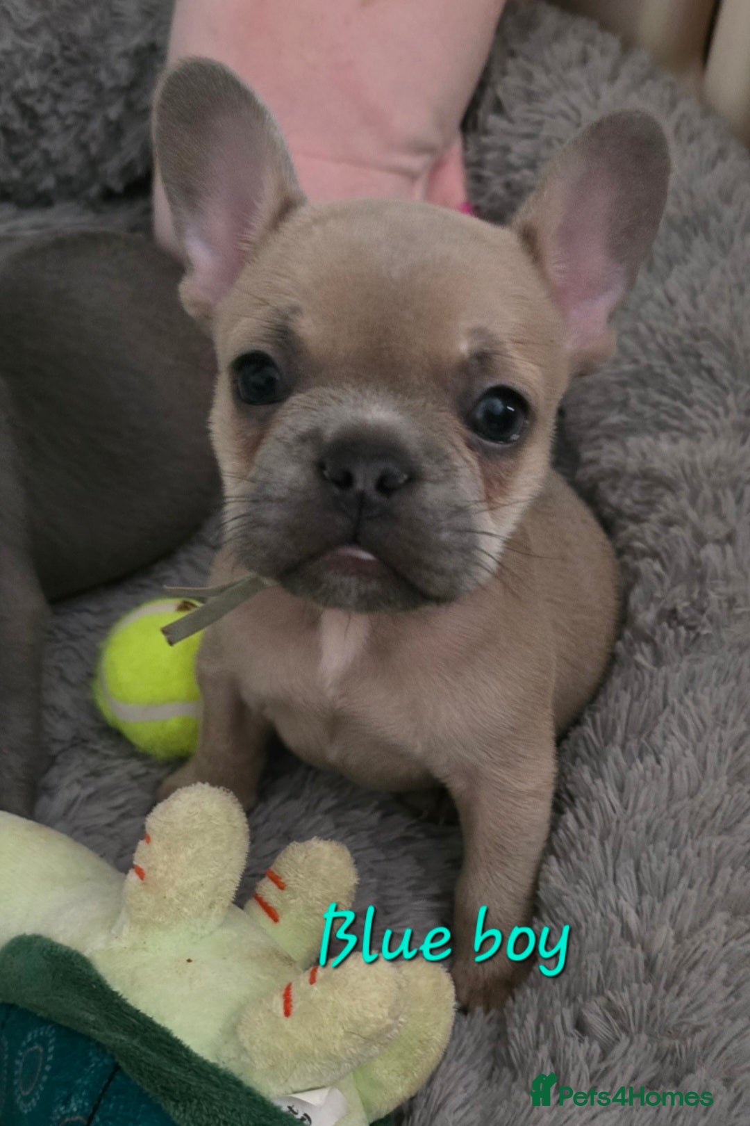 French Bulldog dogs for sale: Beautiful French bulldog puppies - Image 21