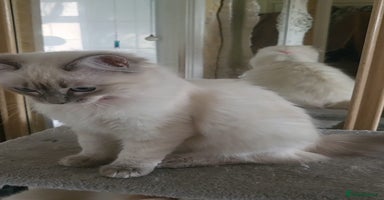Ragdoll cats - Advert 13