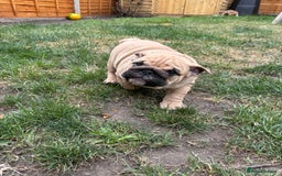 English Bulldog dogs for sale: English bulldog 3 generations kc bloodline  - Image 1