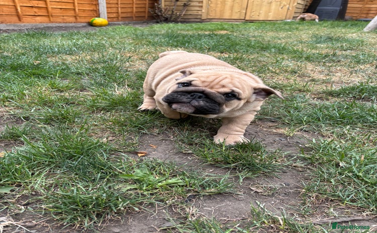 English Bulldog dogs - Advert 10