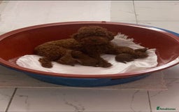 Toy Poodle dogs for sale: Miniature toy poodle boy  - Image 7