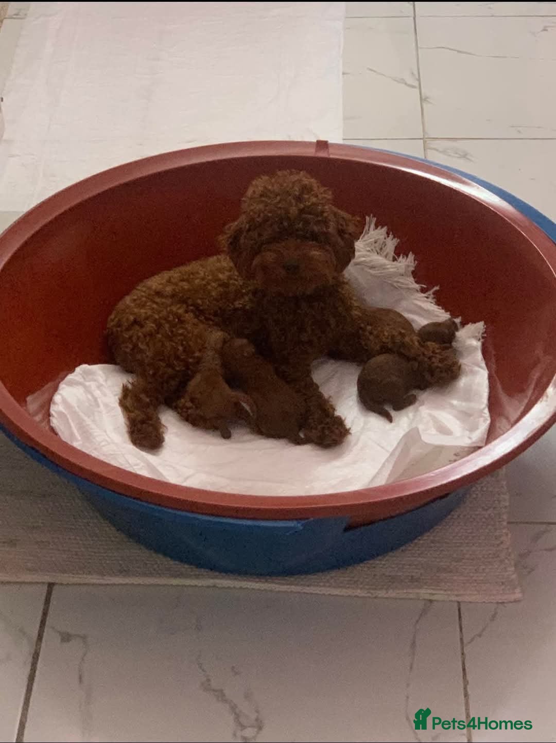 Toy Poodle dogs for sale: Miniature toy poodle boy  - Image 7