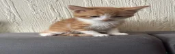 Mixed Breed cats for sale: Ginger Male Kitten - Advert 5