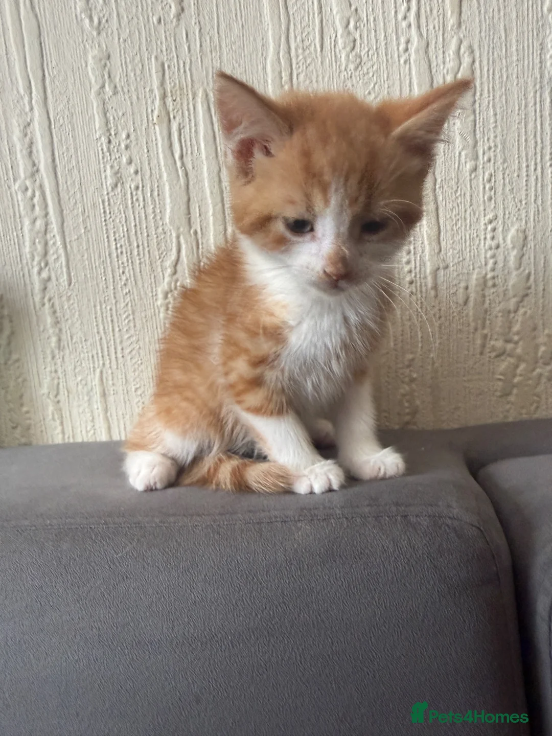 Mixed Breed cats for sale: Ginger Male Kitten - Advert 5