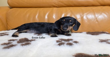 Miniature Dachshund dogs - Advert 6