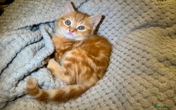 Domestic Shorthair cats for sale: Real life Garfield🤩 - Image 17