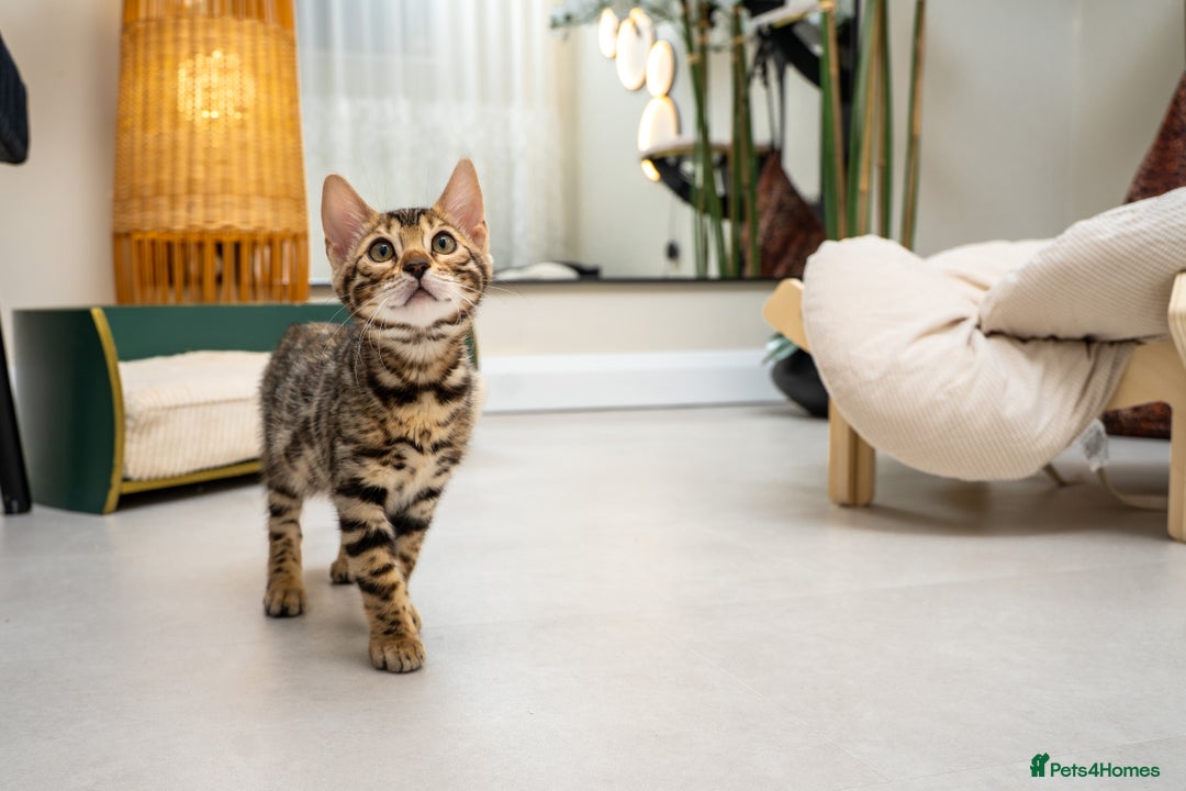 Bengal cats for sale: Top quality Bengal Girl- TICA reg.- AVAILABLE NOW - Advert 11