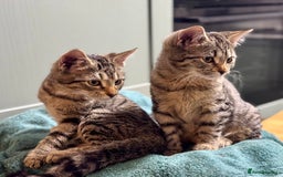 Bengal cats for sale: Incredibly friendly Bengal X Ragdoll - Advert 8
