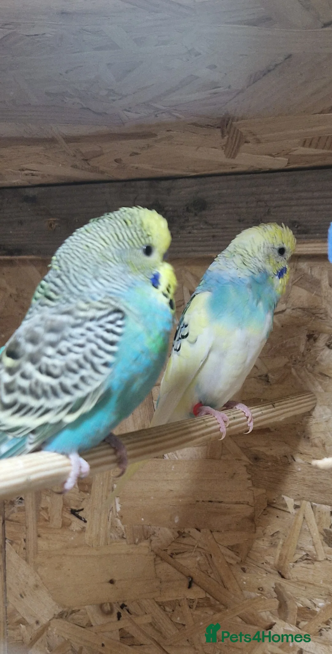 Budgerigars birds for sale: Baby budgies - Budgies - Advert 2