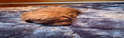 Labradoodle dogs for sale: Stunning red Labradoodle puppies  - Advert 4