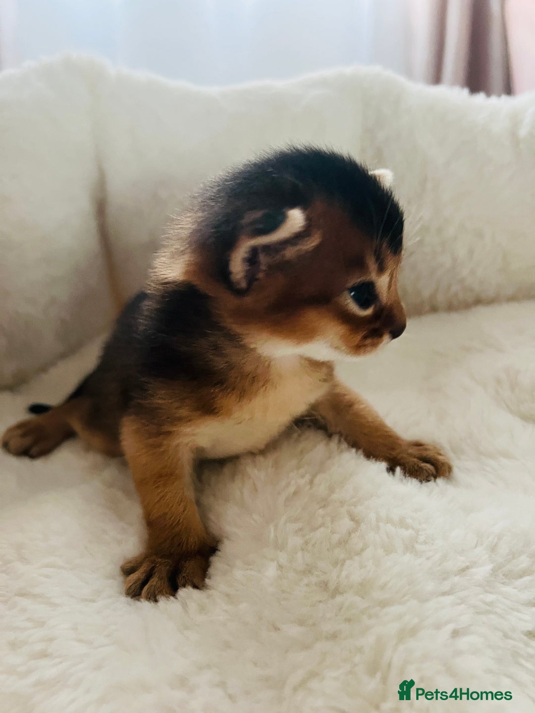 Abyssinian cats for sale: 🥇 5+ Gen Champ🏆 Fawn🤍Blue💙 girls🤎choco🧡ruddy - Image 17