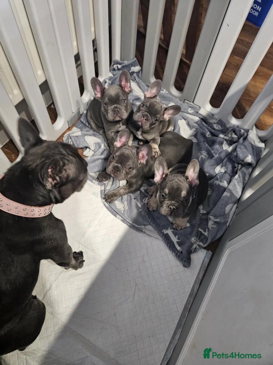 French Bulldog dogs for sale: Male Fench bulldog - Advert 7