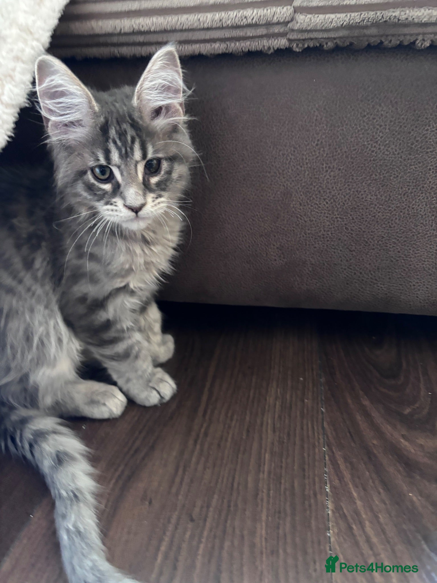Maine Coon cats Gorgeous Maine Coon Boy 🩶 - Advert 2