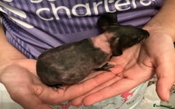 Guinea Pig rodents for sale: Guinea pigs (skinny) - Image 2