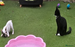 French Bulldog dogs for sale: Adorable Frenchie Puppies Seeking Forever Homes - Image 22