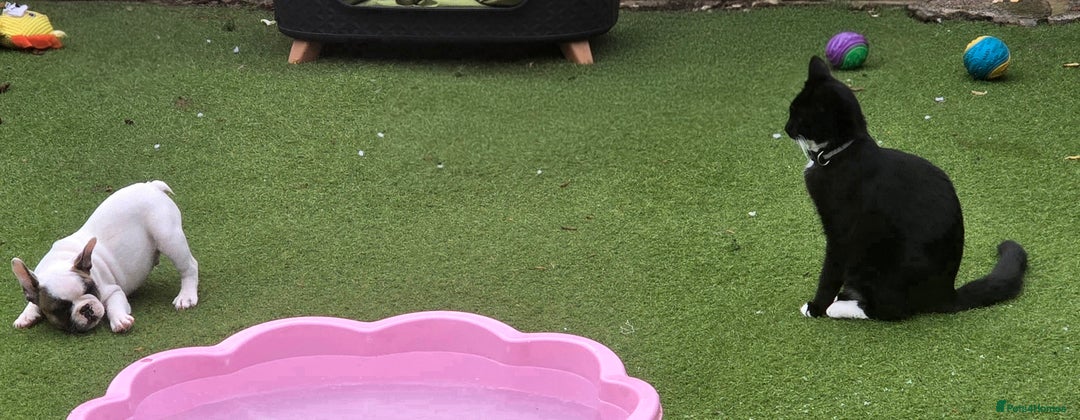 French Bulldog dogs for sale: Adorable Frenchie Puppies Seeking Forever Homes - Image 22