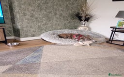 Whippet dogs for sale: Whippet pup for sale 8 months old - Image 6