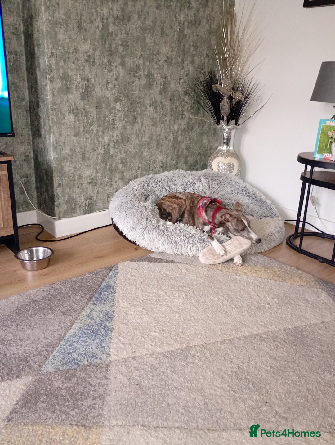 Whippet dogs for sale: Whippet pup for sale 8 months old - Image 6