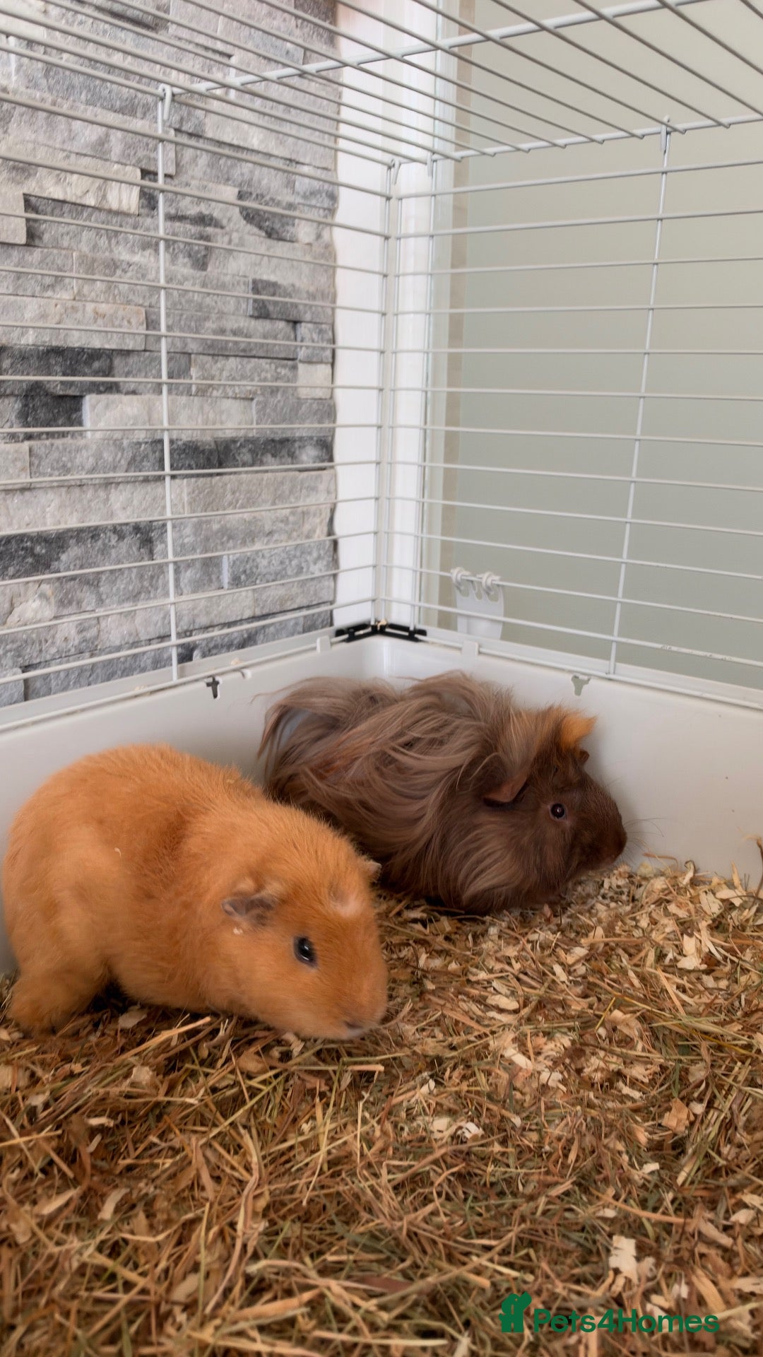 Guinea Pig rodents 2 male guinea pigs  - Advert 1