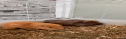 Guinea Pig rodents for sale: 2 male guinea pigs  in Newport - Advert 1