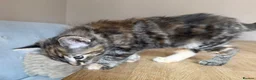 Maine Coon cats for sale: Gorgeous Maine Coon x Domestic long hair - Advert 8