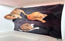 Miniature Dachshund dogs for sale: Kc registered mini Dachshund quality puppies  - Image 11