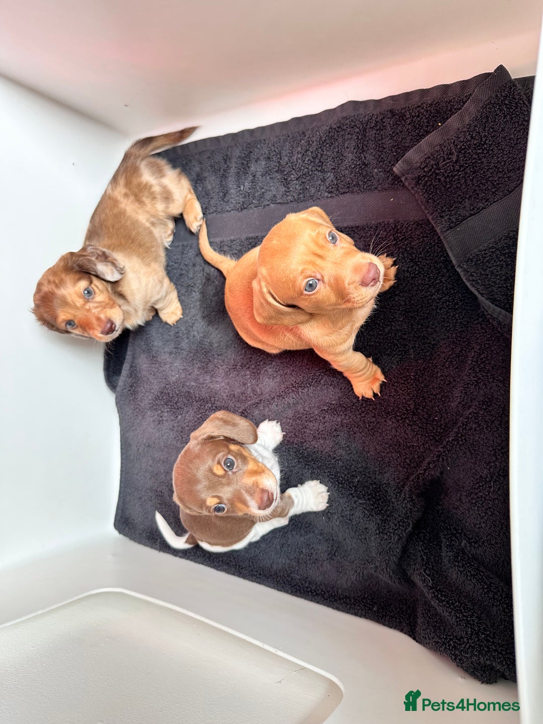Miniature Dachshund dogs for sale: Kc registered mini Dachshund quality puppies  - Image 11
