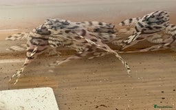 Plecos fish for sale: L236sw Pleco. 1” & 2”-3”  - Image 2