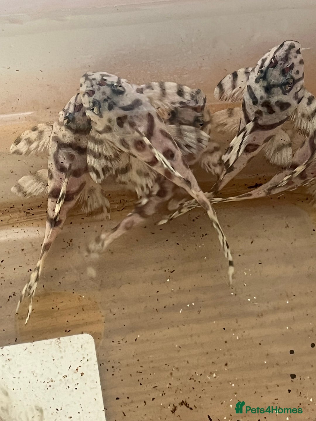 Plecos fish for sale: L236sw Pleco. 1” & 2”-3”  - Image 2