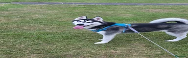 Siberian Husky 1